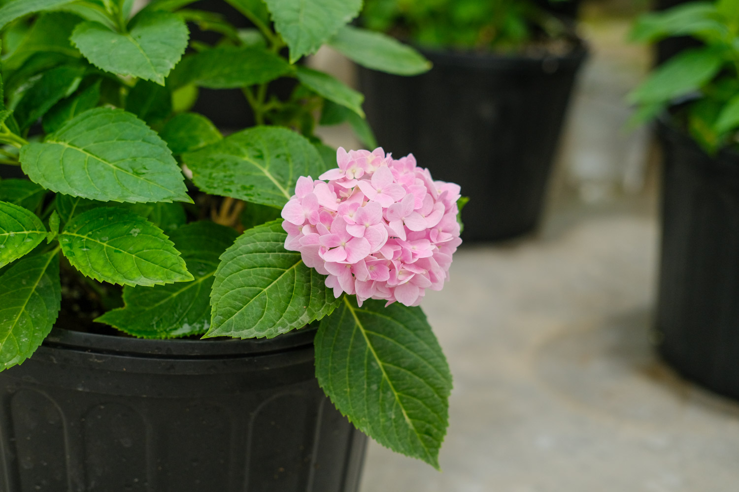 hydrangea