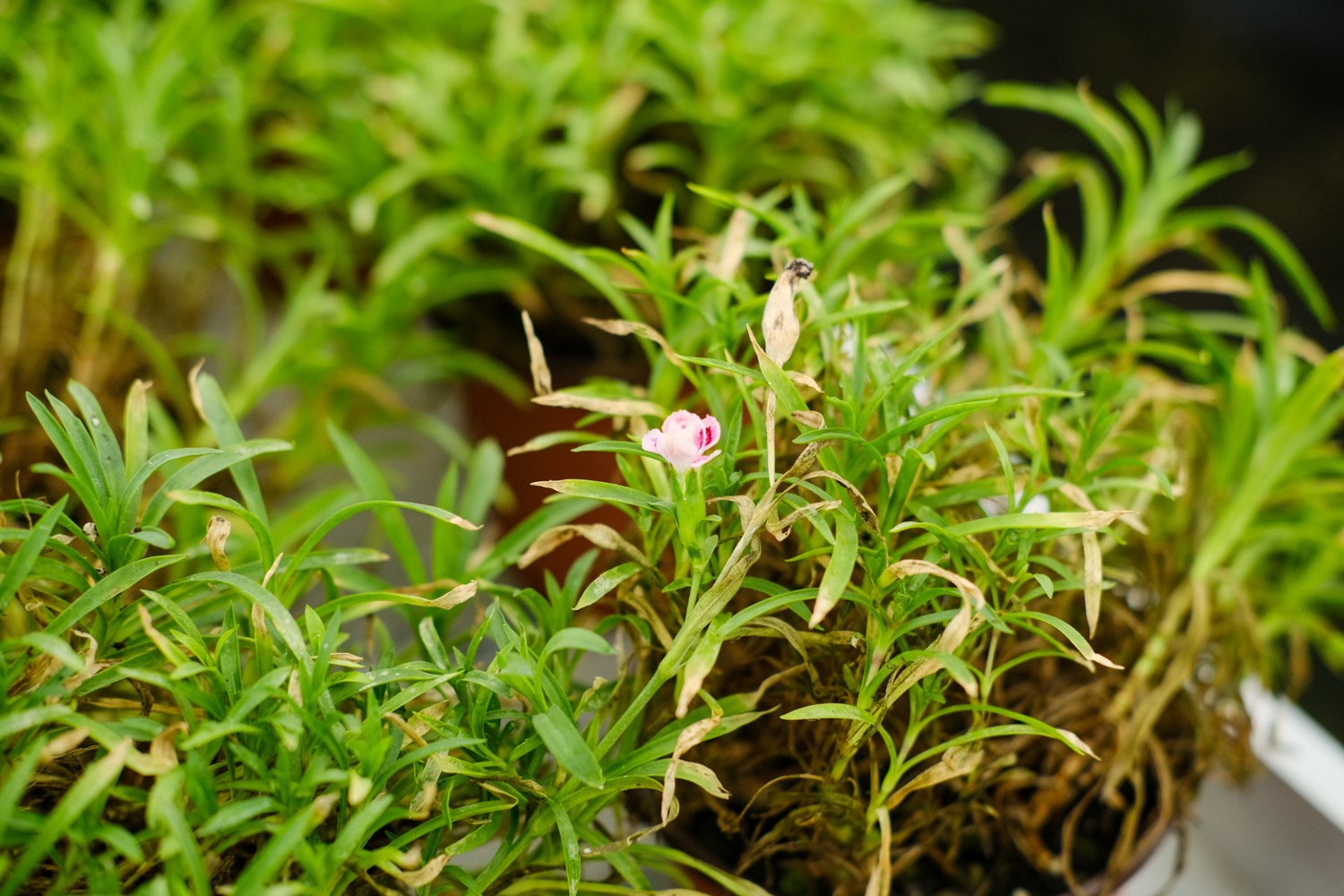 dianthus