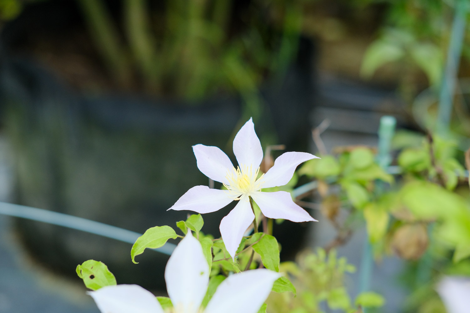 Clematis