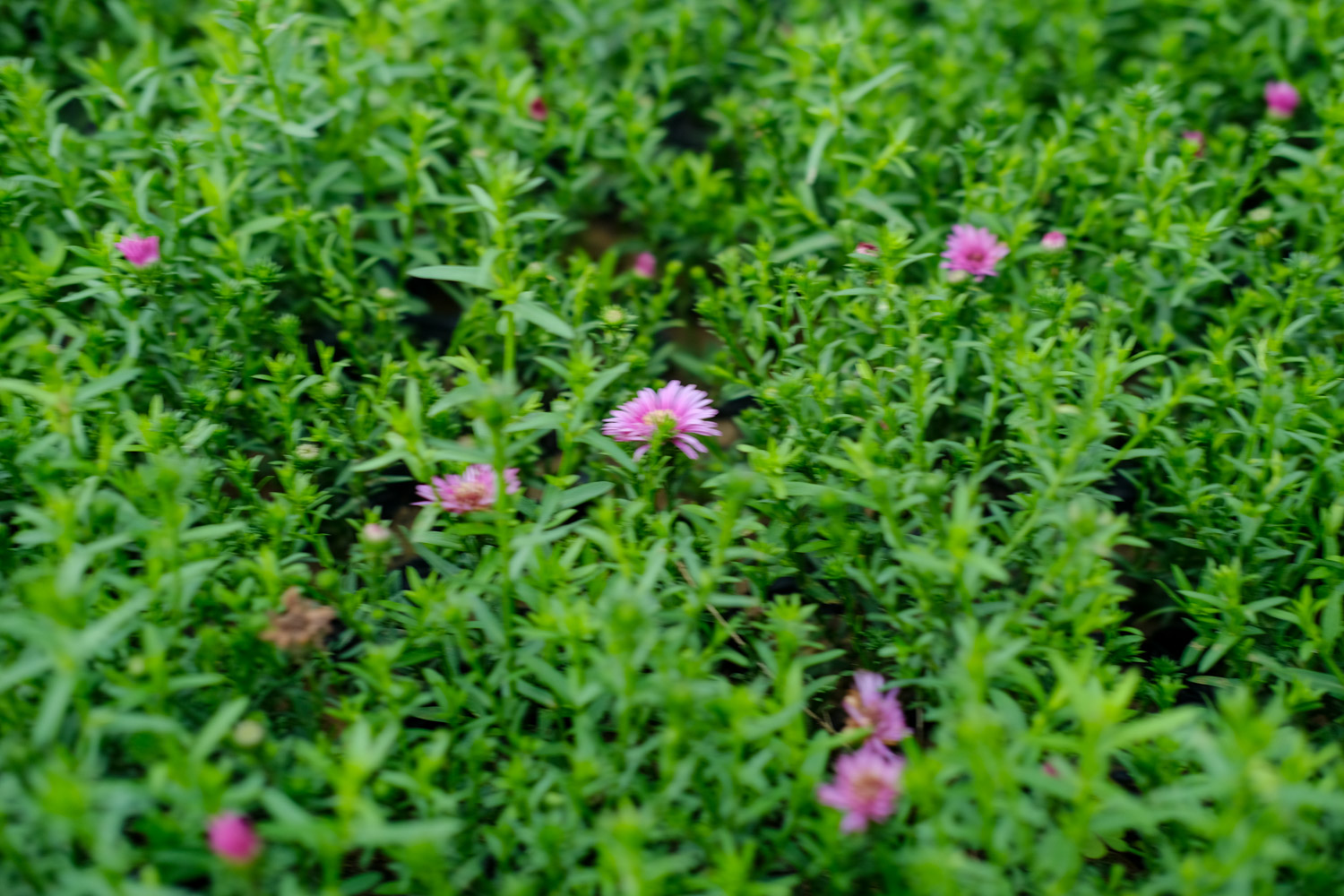 Chrysanthemum