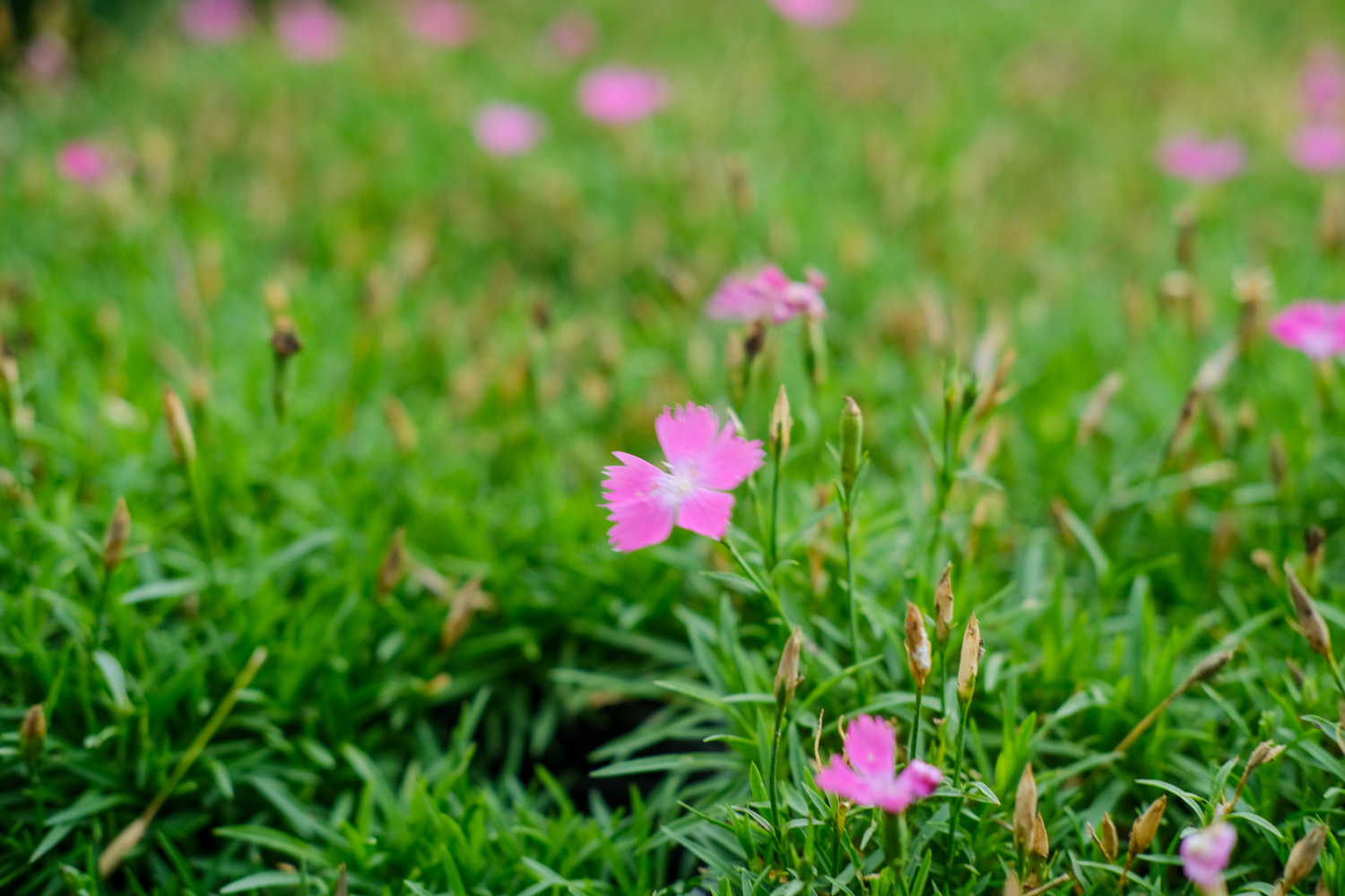 dianthus