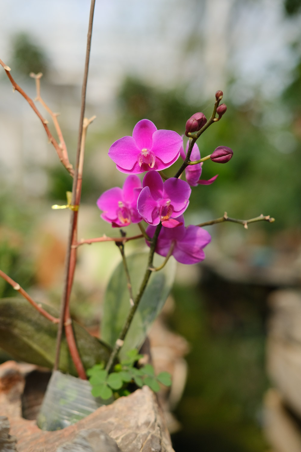 moth orchid