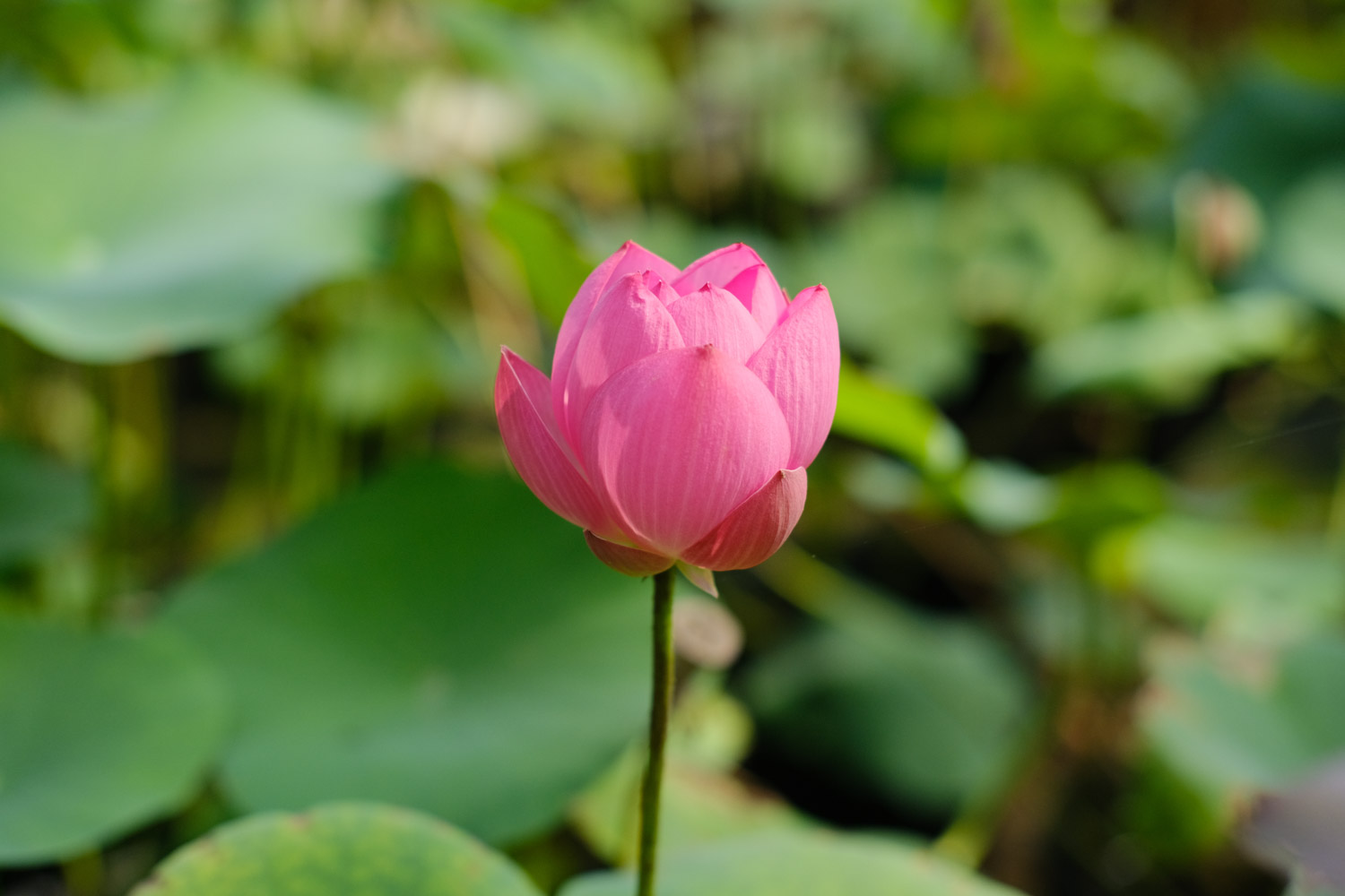 Lotus