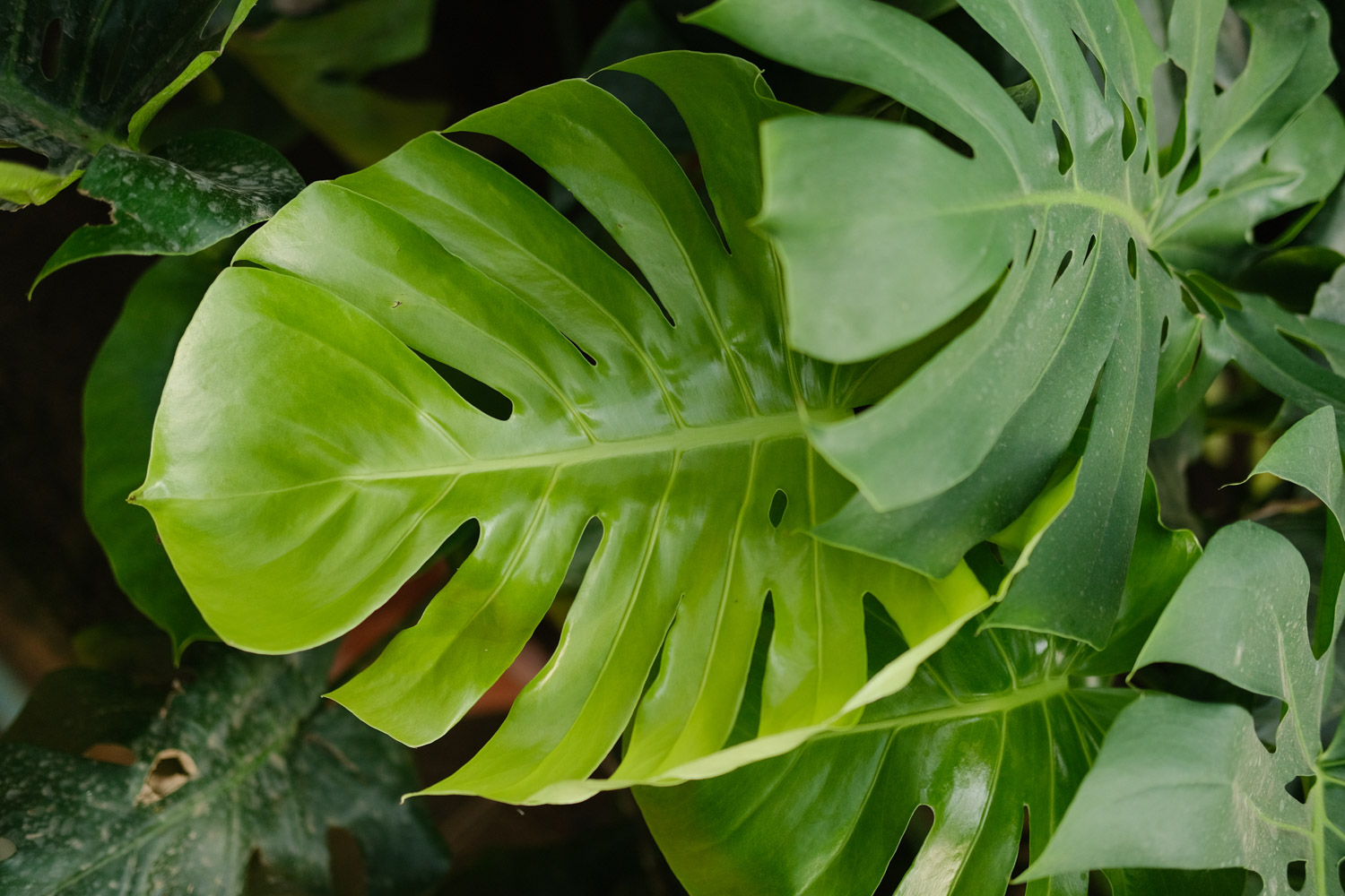 Phyllostachys pubescens