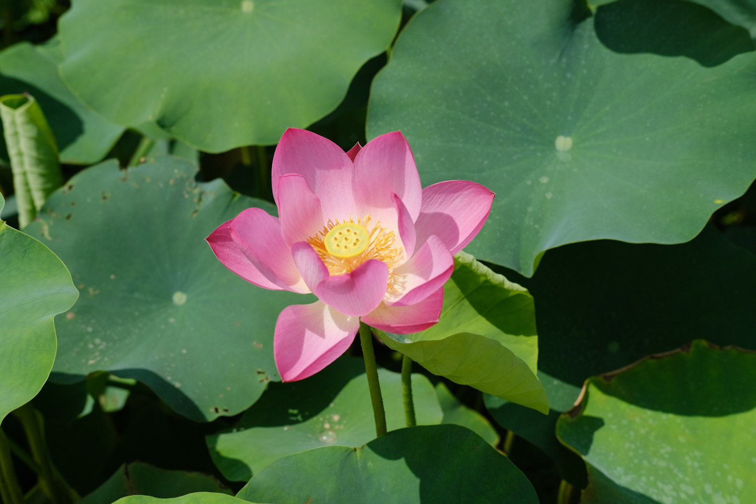 Lotus