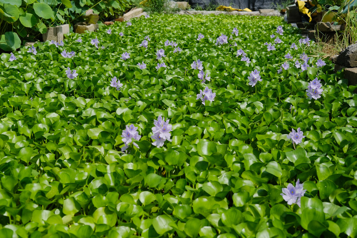 water hyacinth