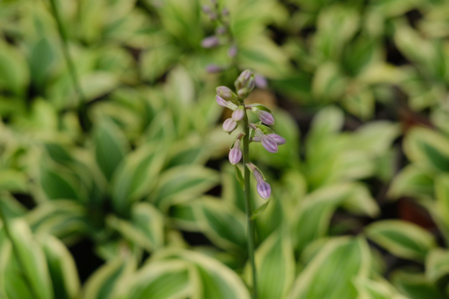 Hosta