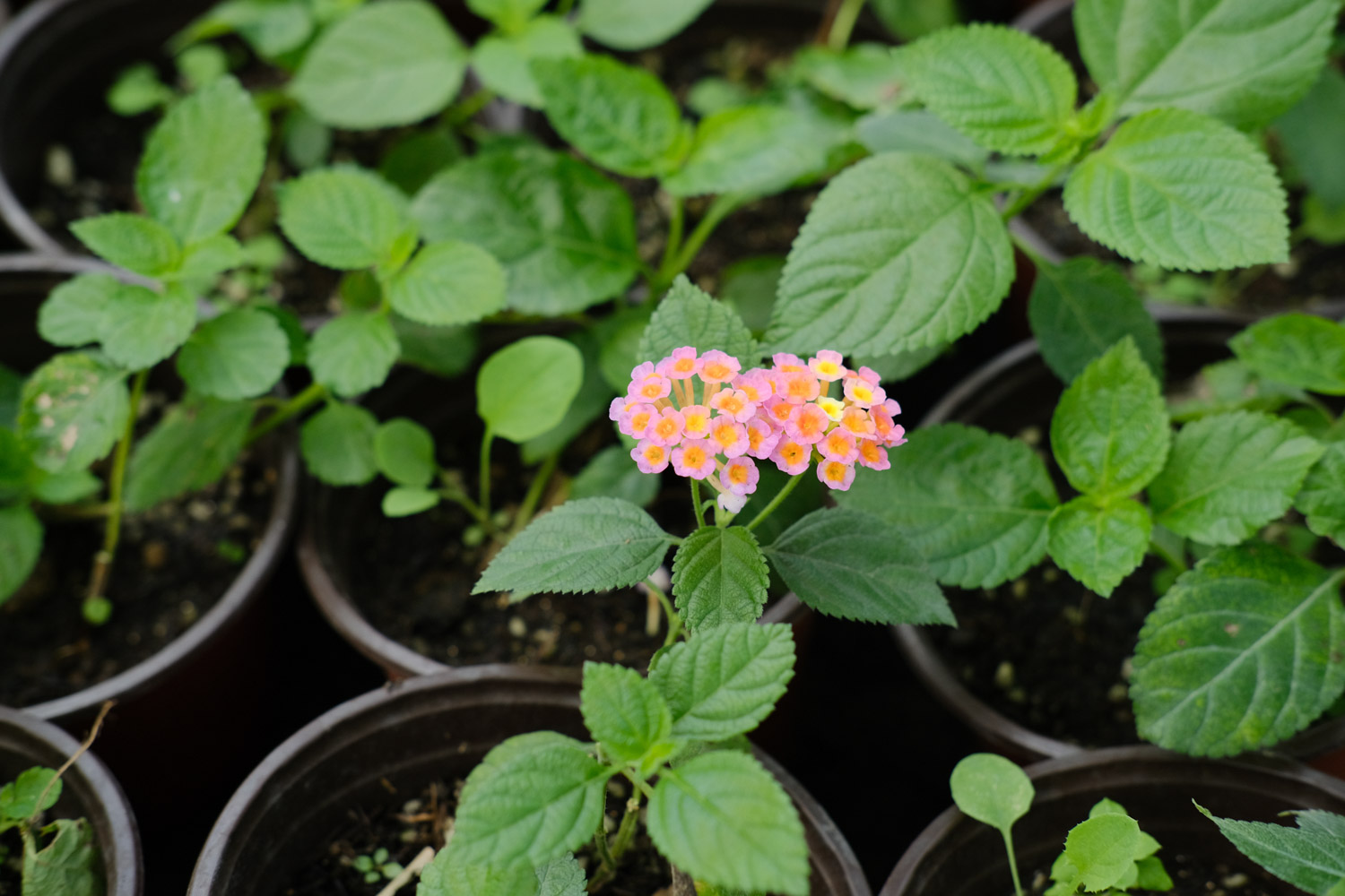 Lantana camara