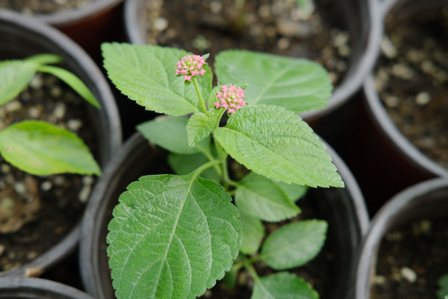 Lantana camara