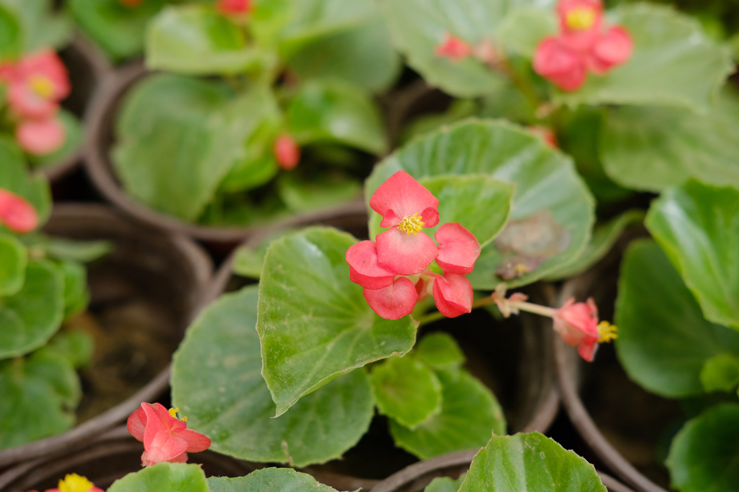 Begonia semperflorens