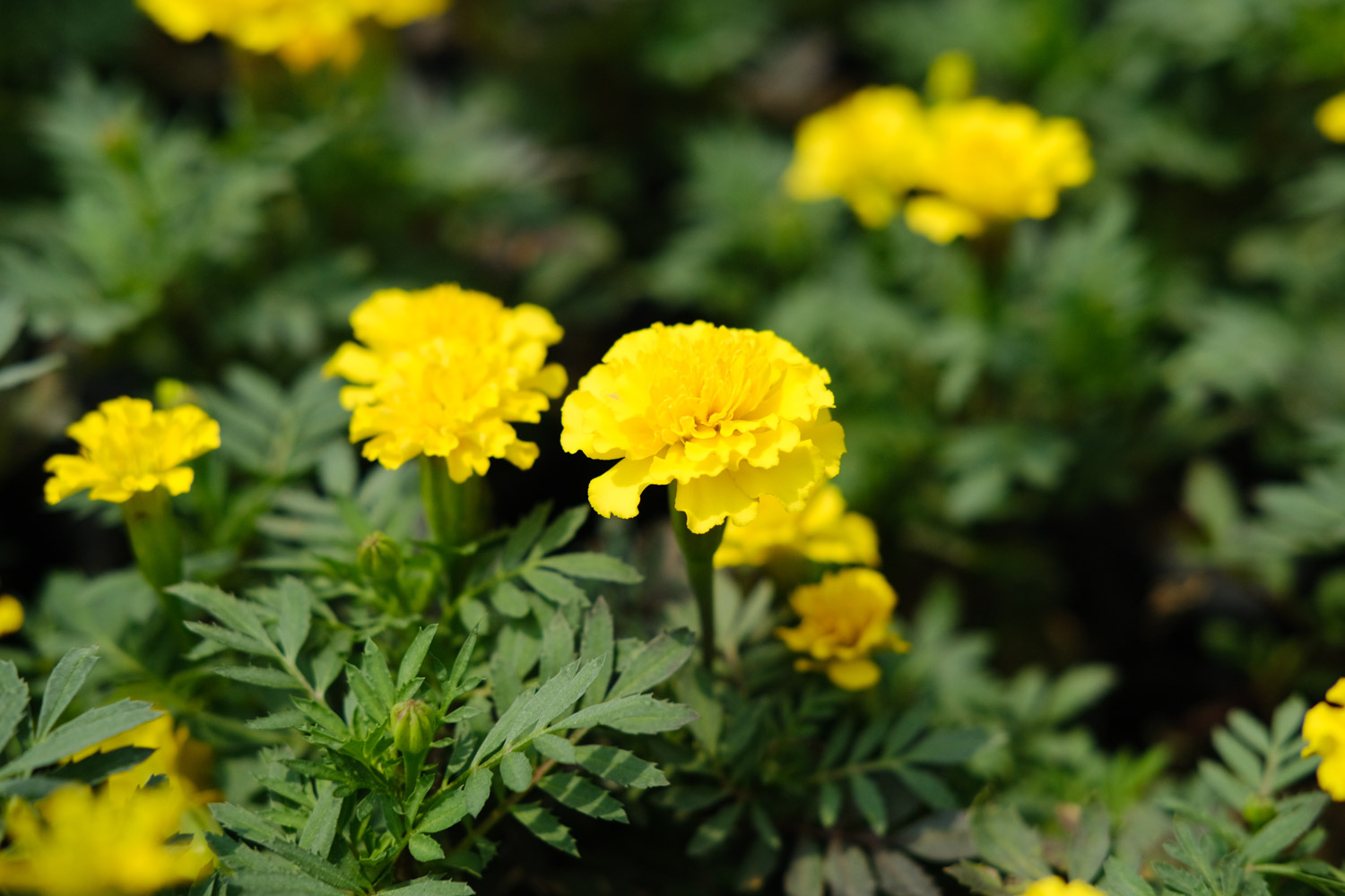 southern cone marigold