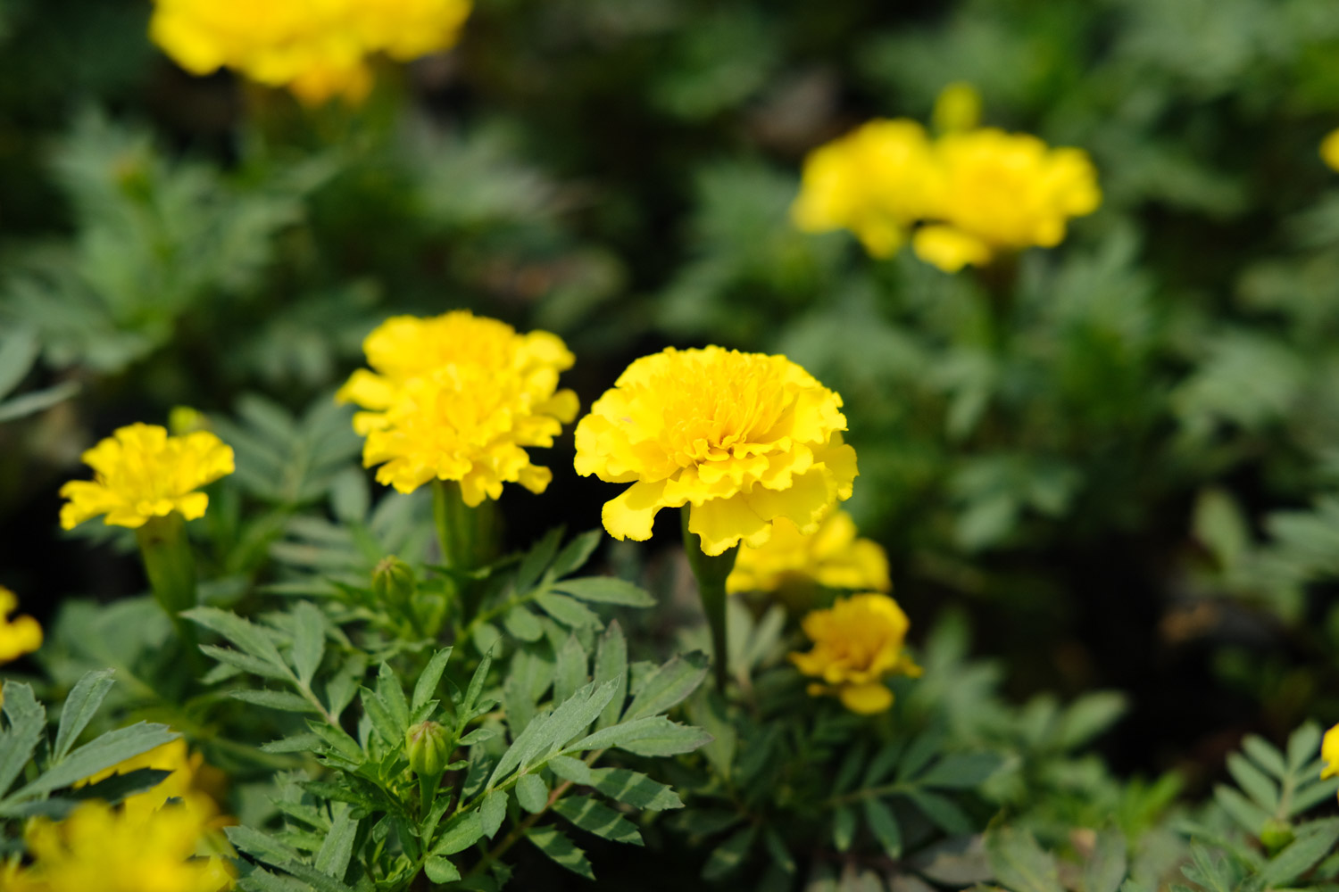 southern cone marigold