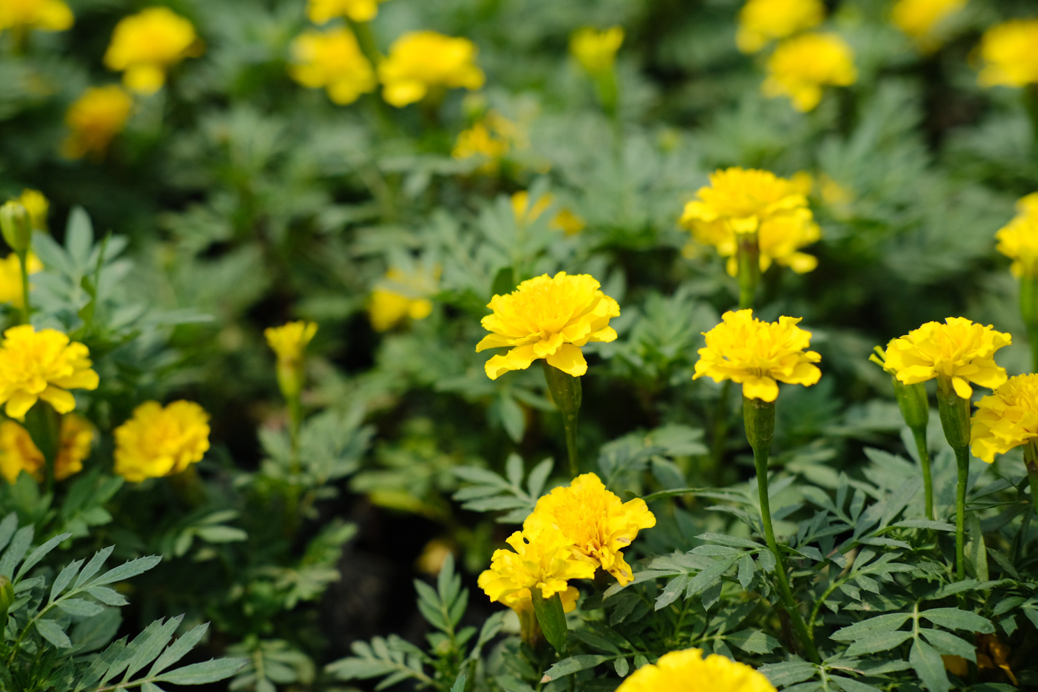 southern cone marigold