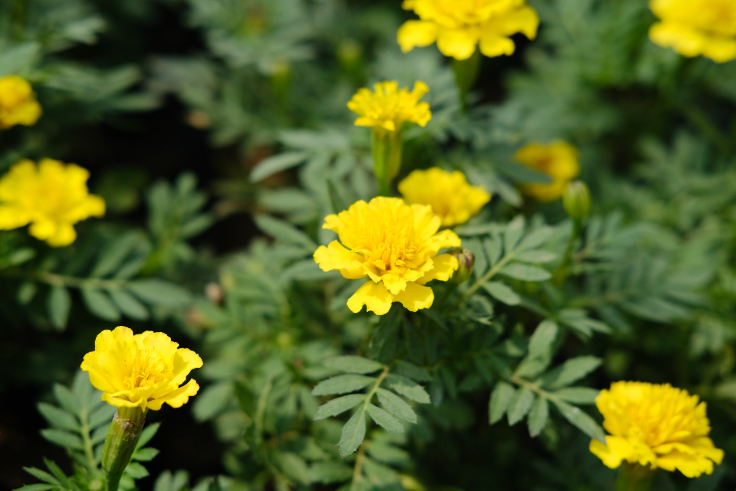 southern cone marigold