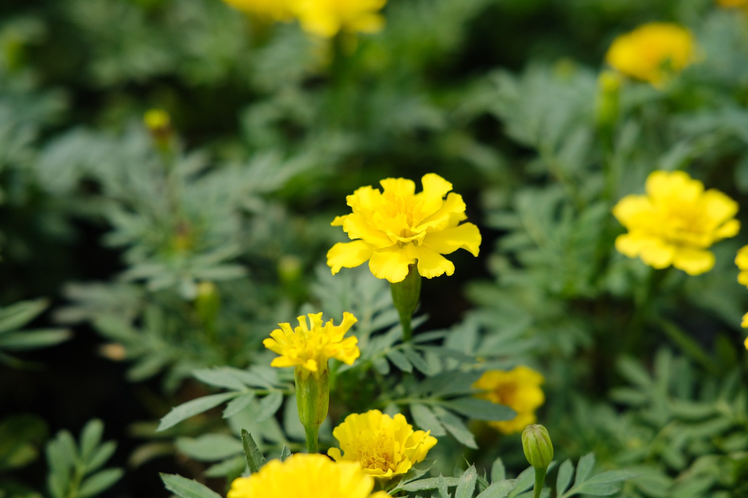 southern cone marigold