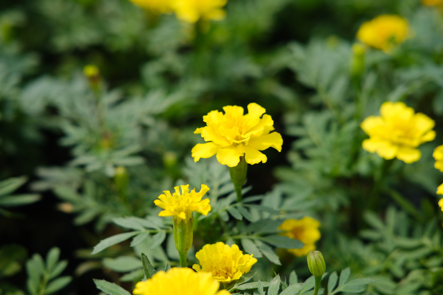 southern cone marigold