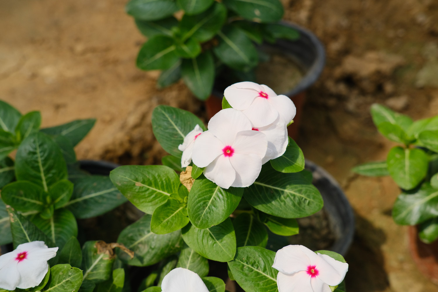 Madagascar rosy periwinkle