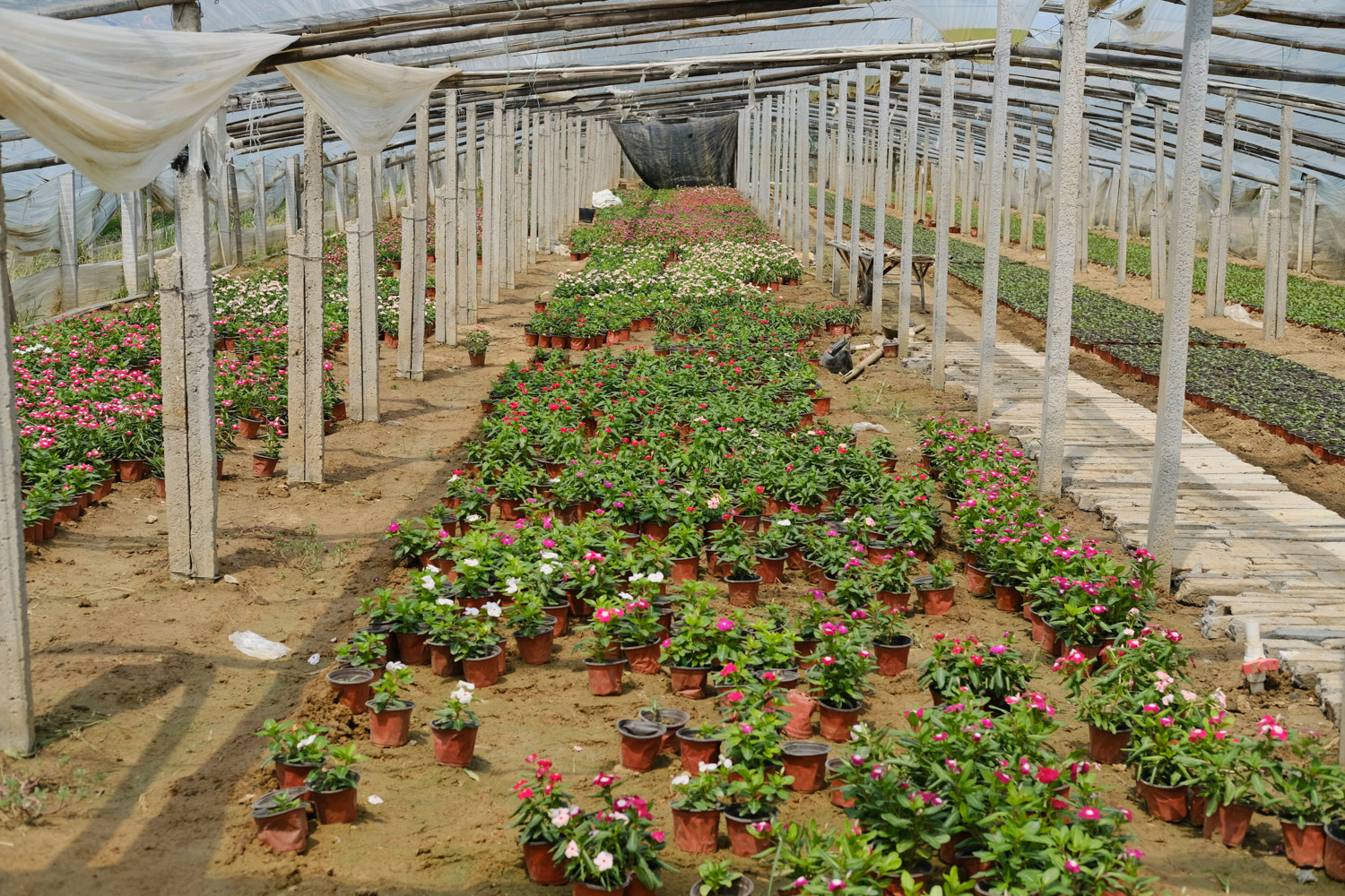 Madagascar rosy periwinkle