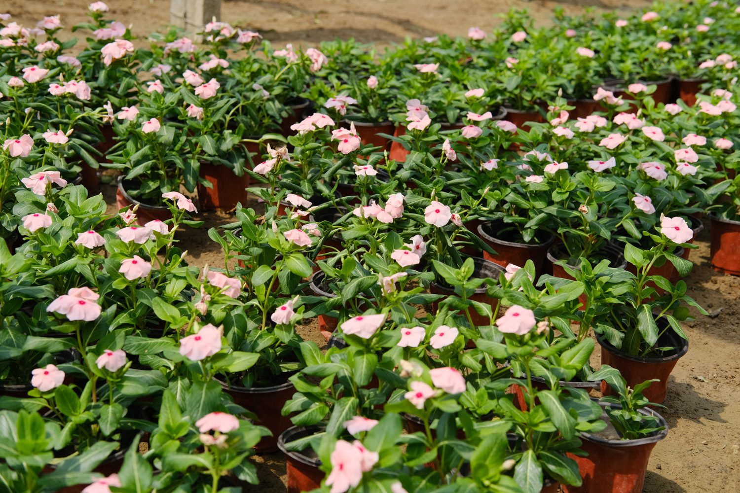 Madagascar rosy periwinkle