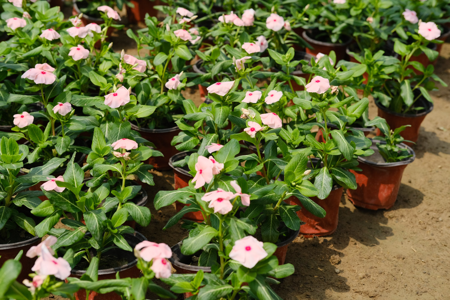 Madagascar rosy periwinkle