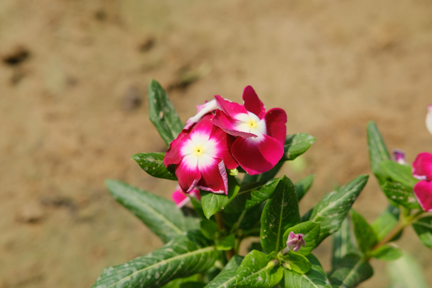 Madagascar rosy periwinkle