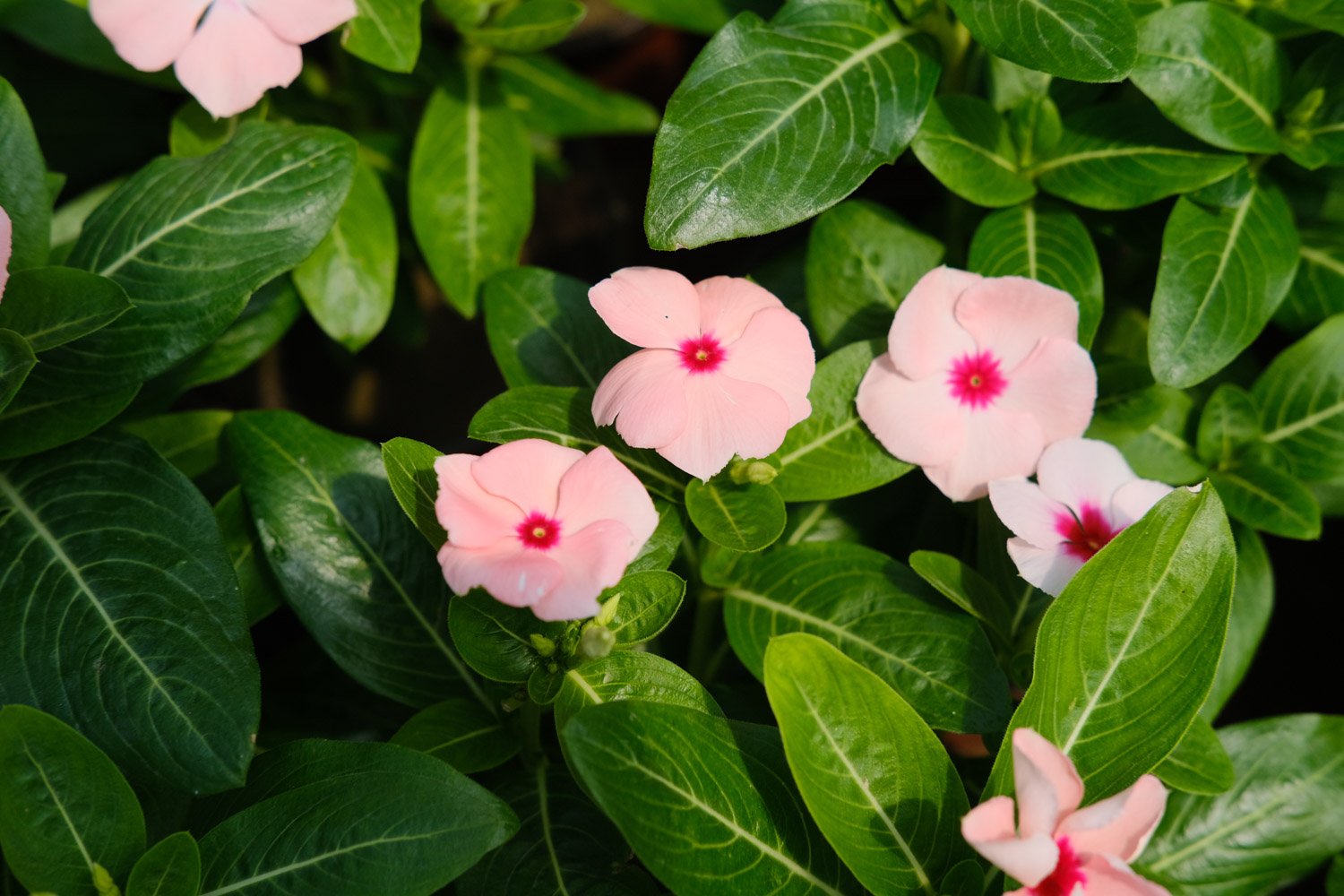 Madagascar rosy periwinkle