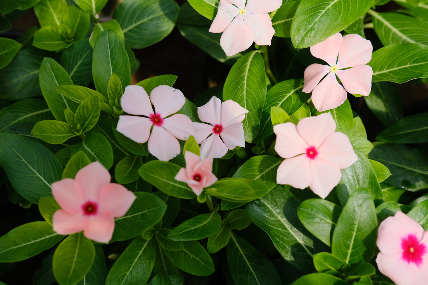 Madagascar rosy periwinkle