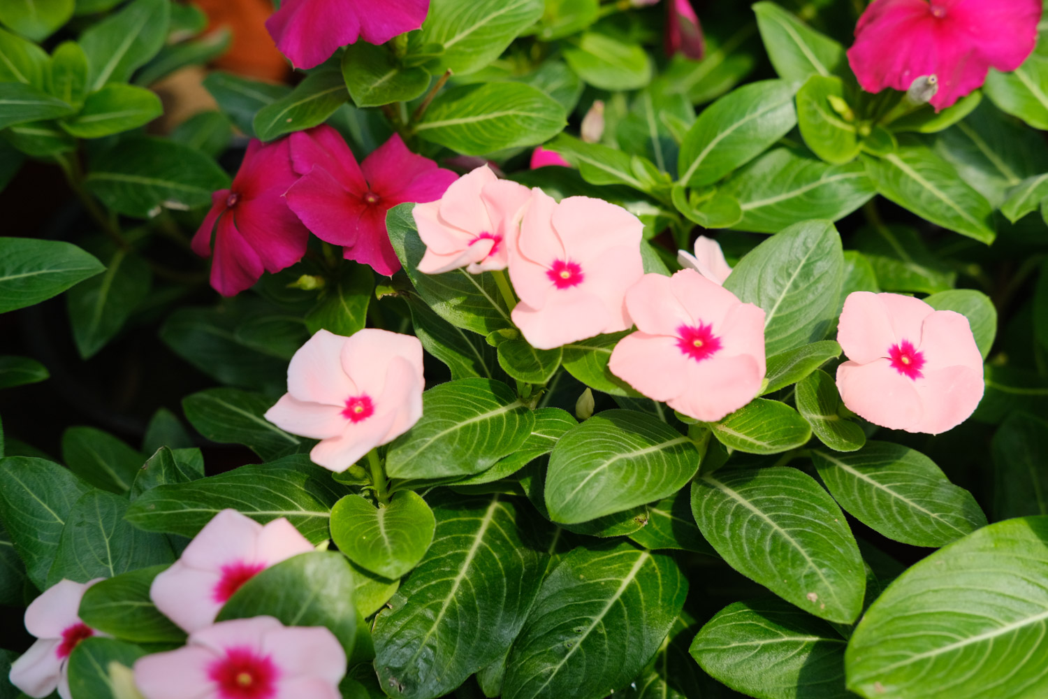 Madagascar rosy periwinkle