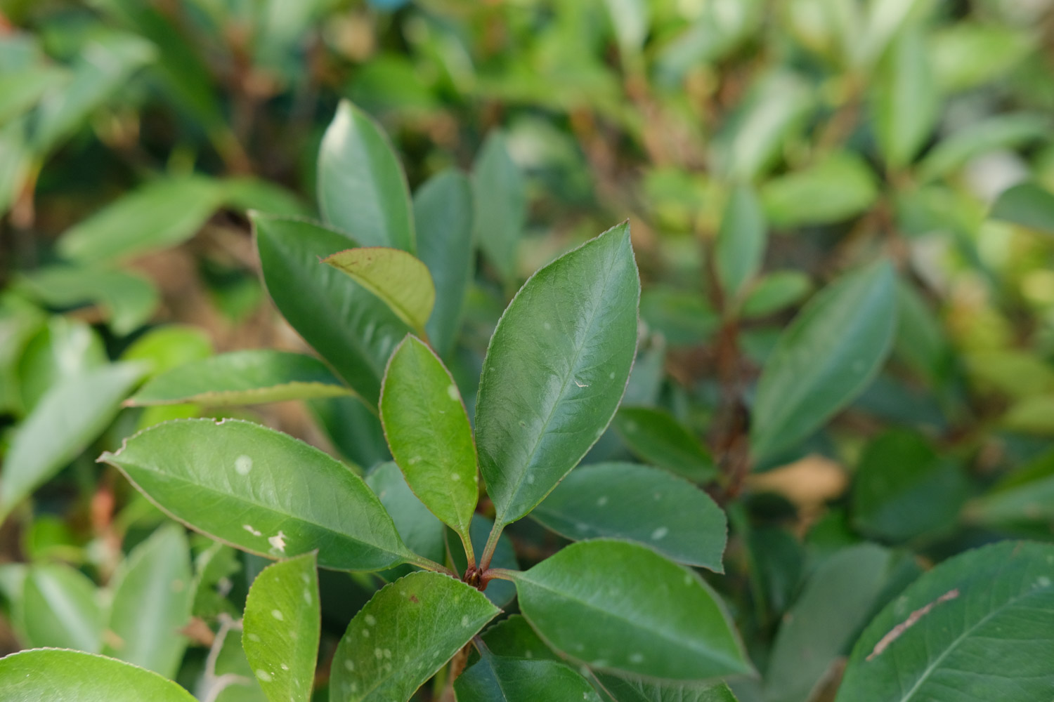 Chinese photinia