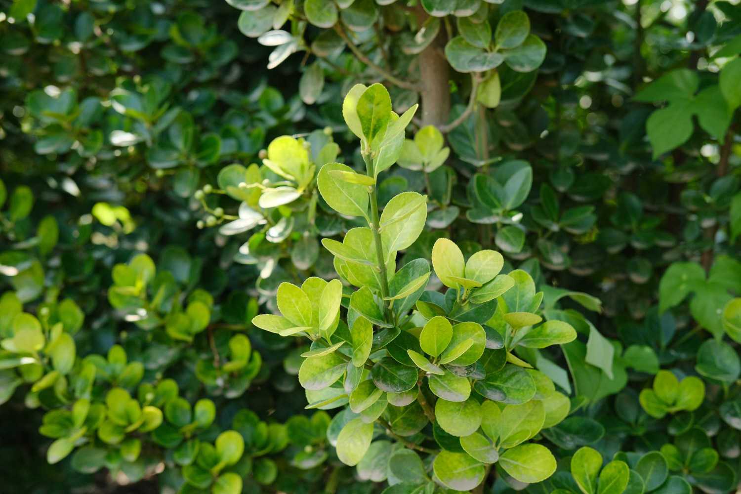 Boxwood