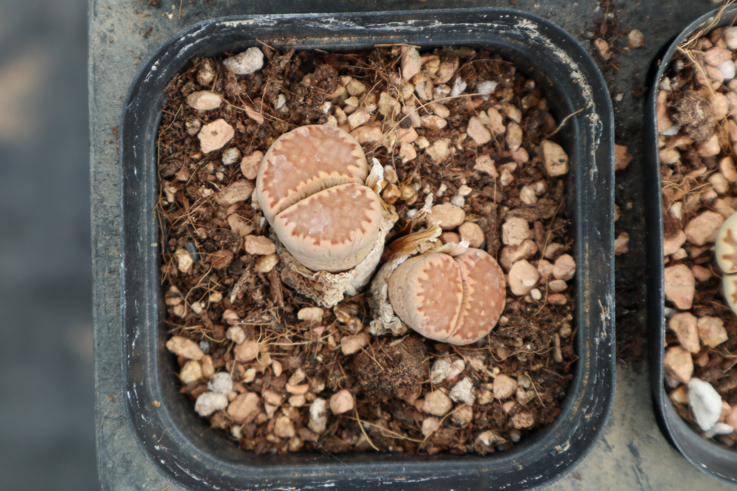 Lithops