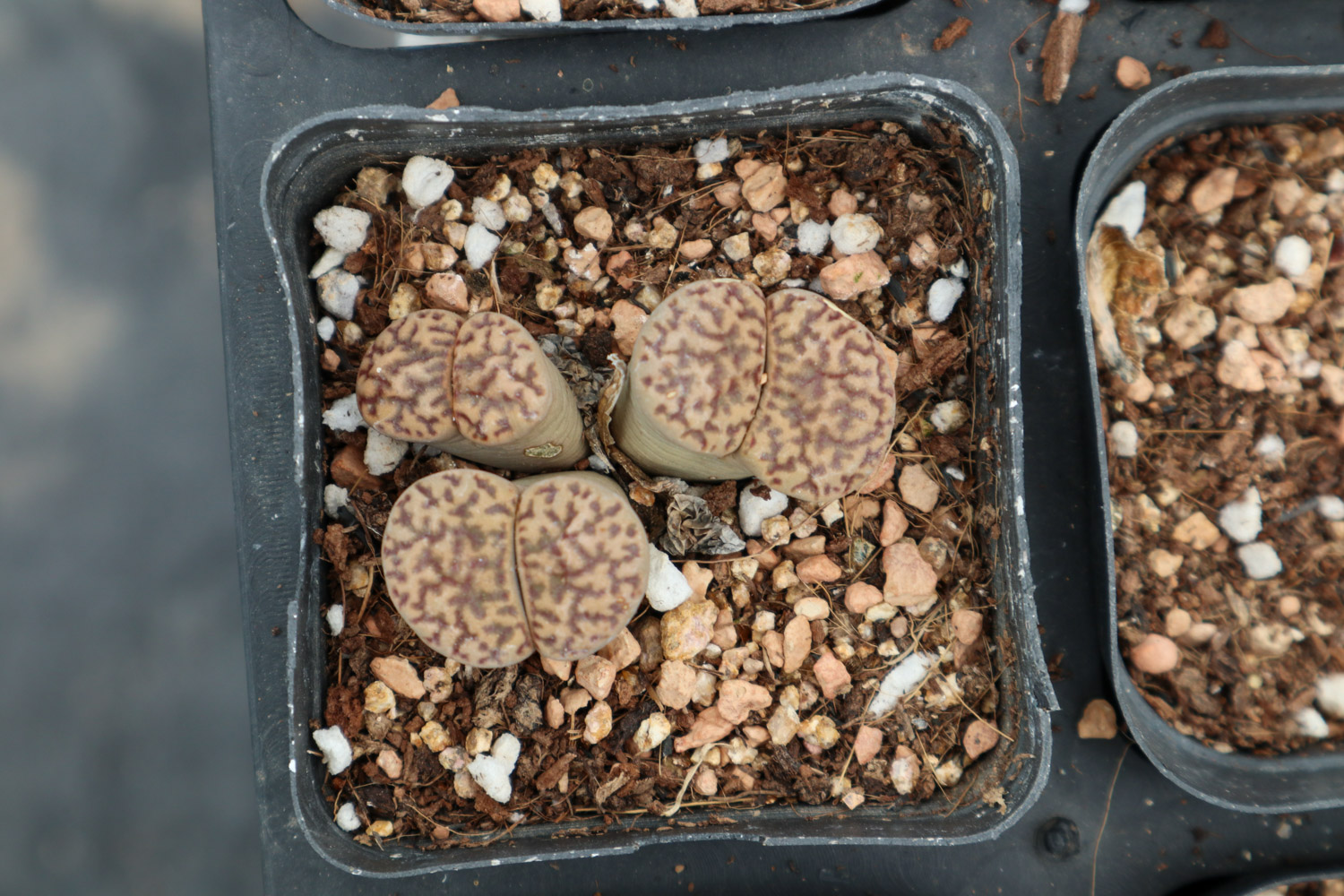 Lithops