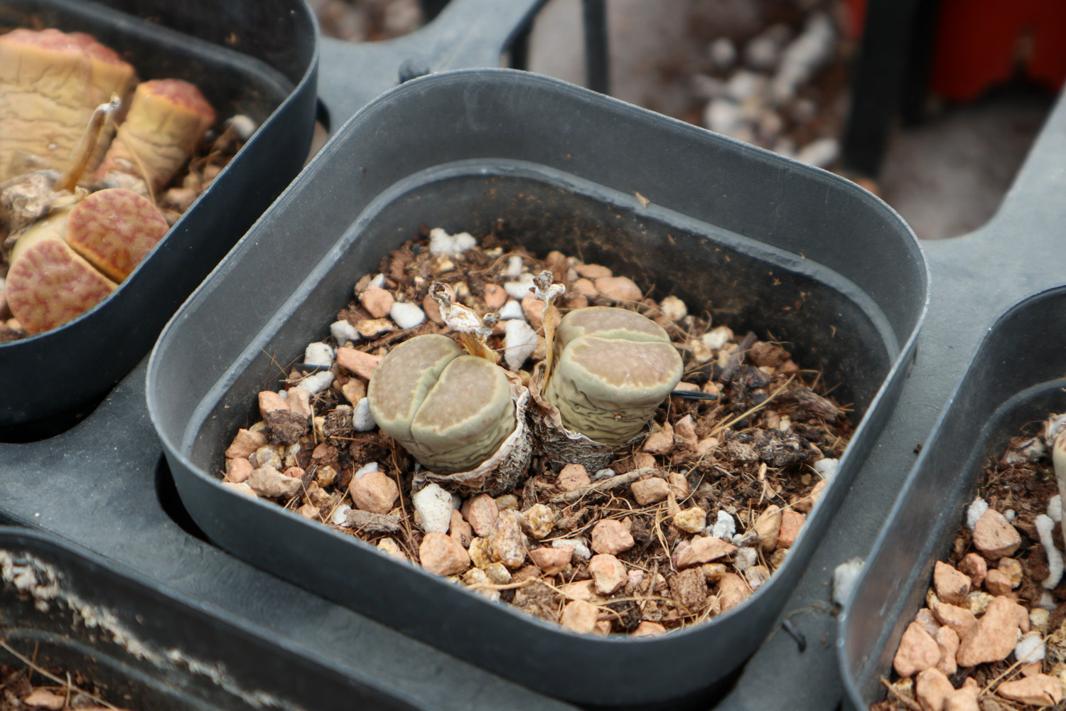 Lithops