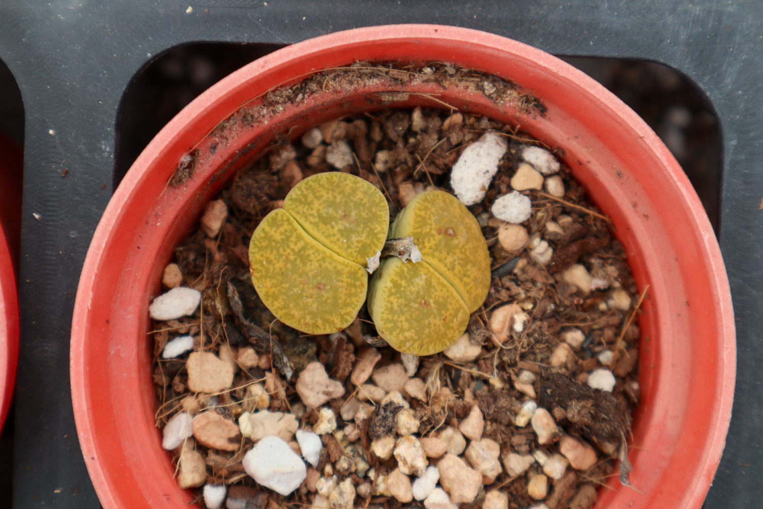 Lithops