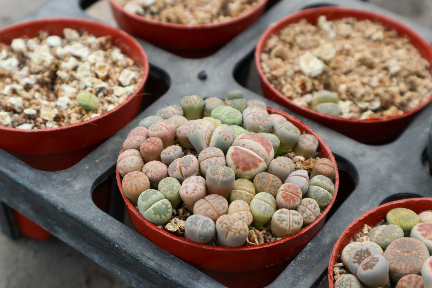 Lithops