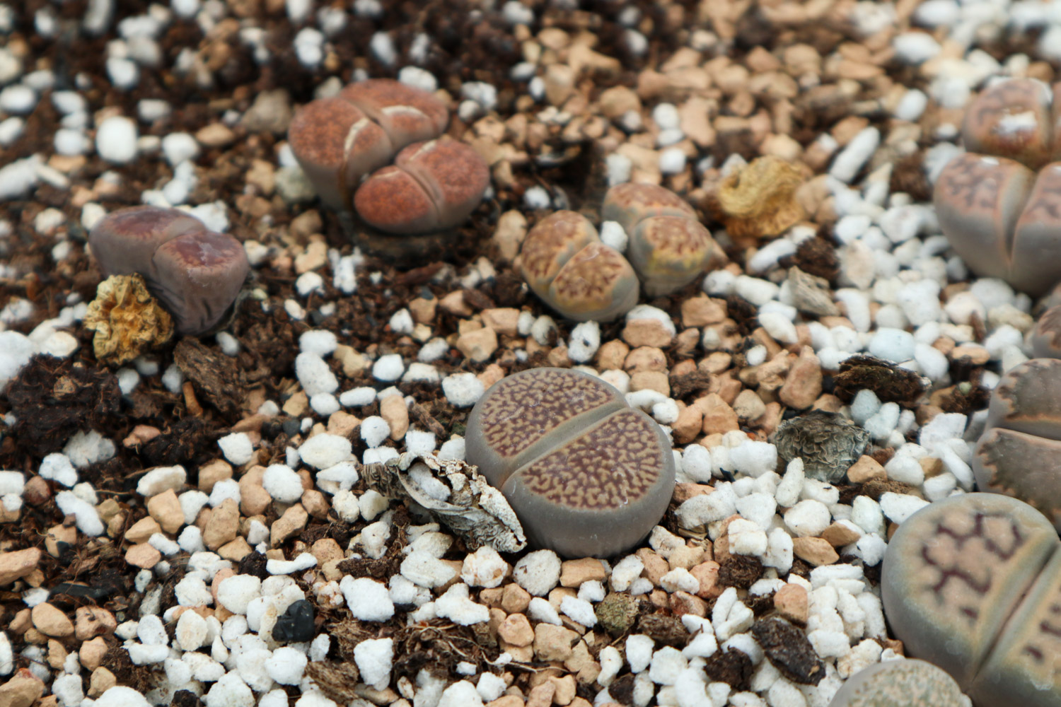 Lithops