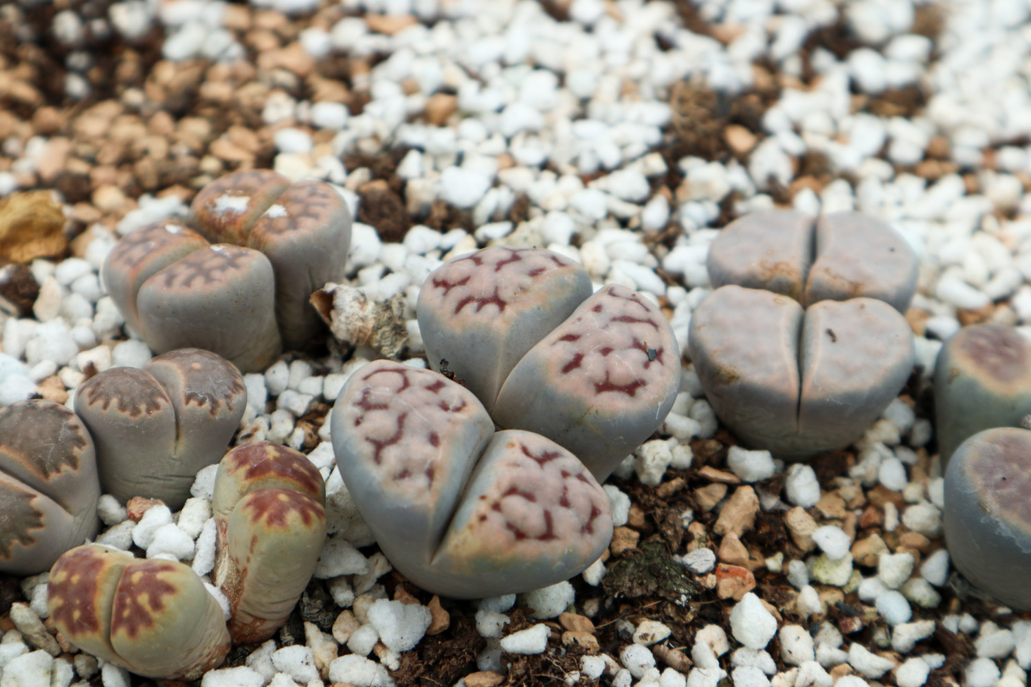 Lithops