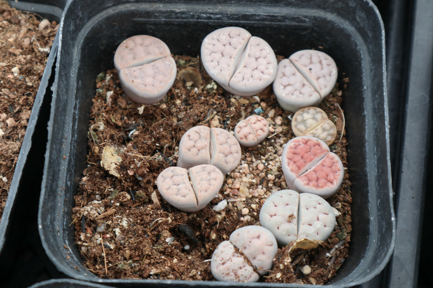 Lithops