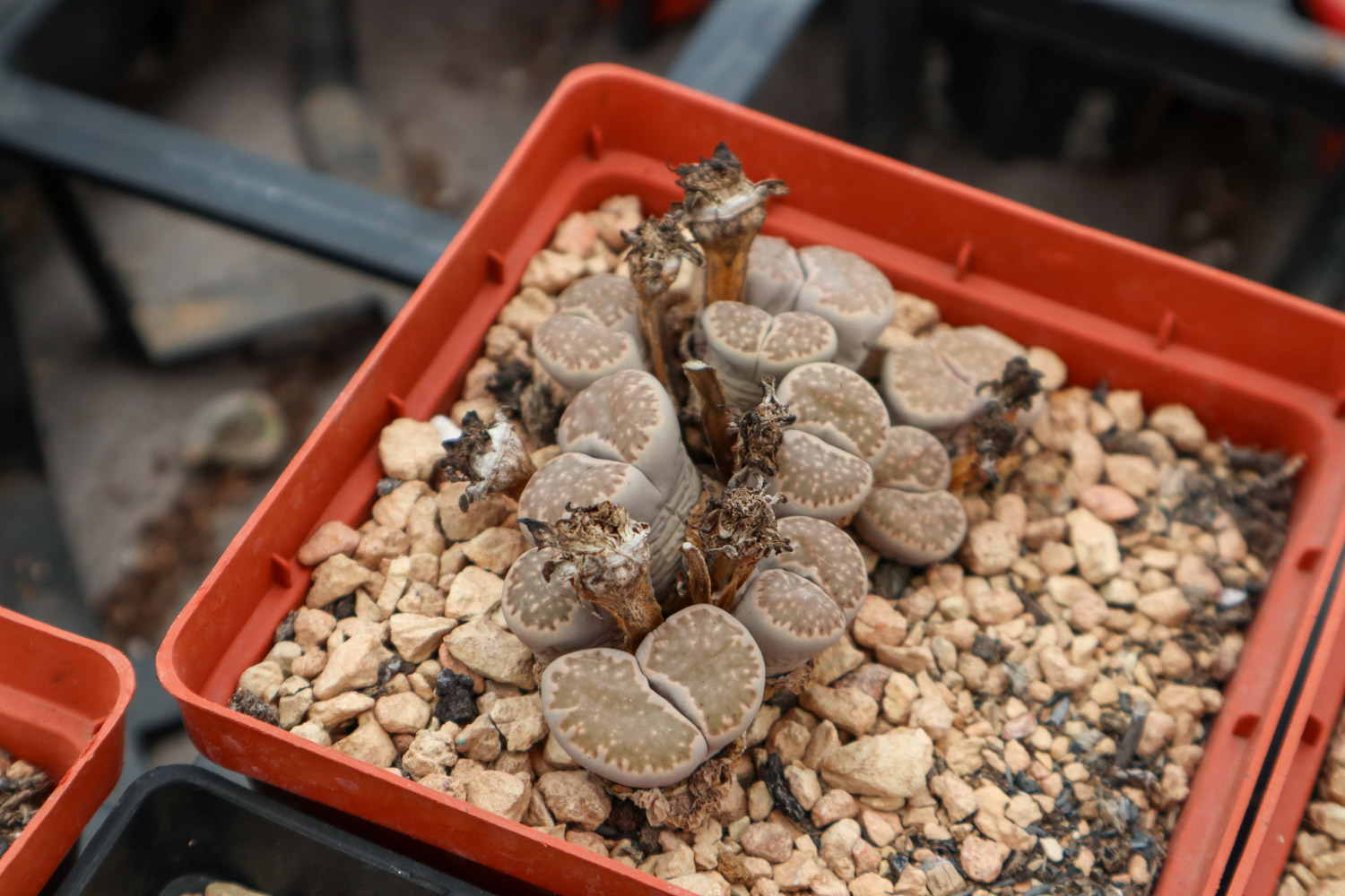 Lithops