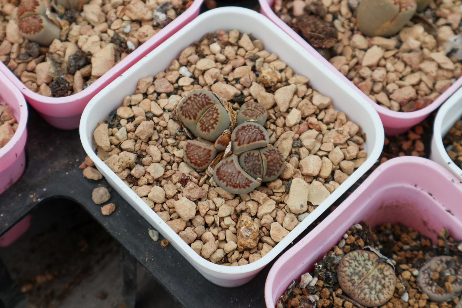 Lithops