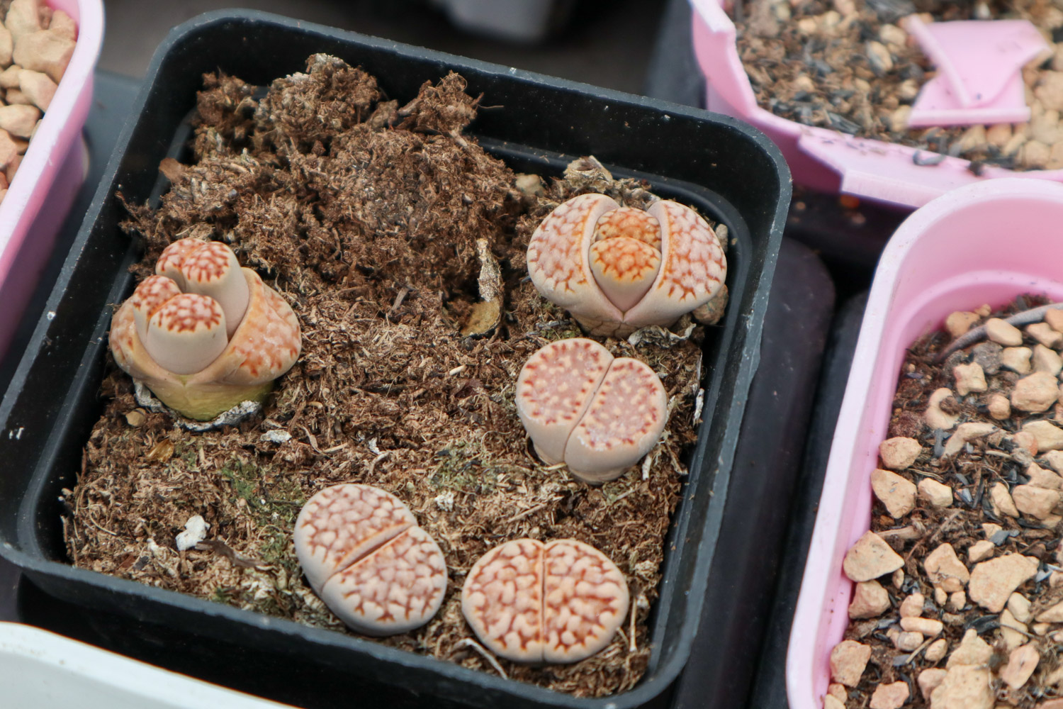 Lithops