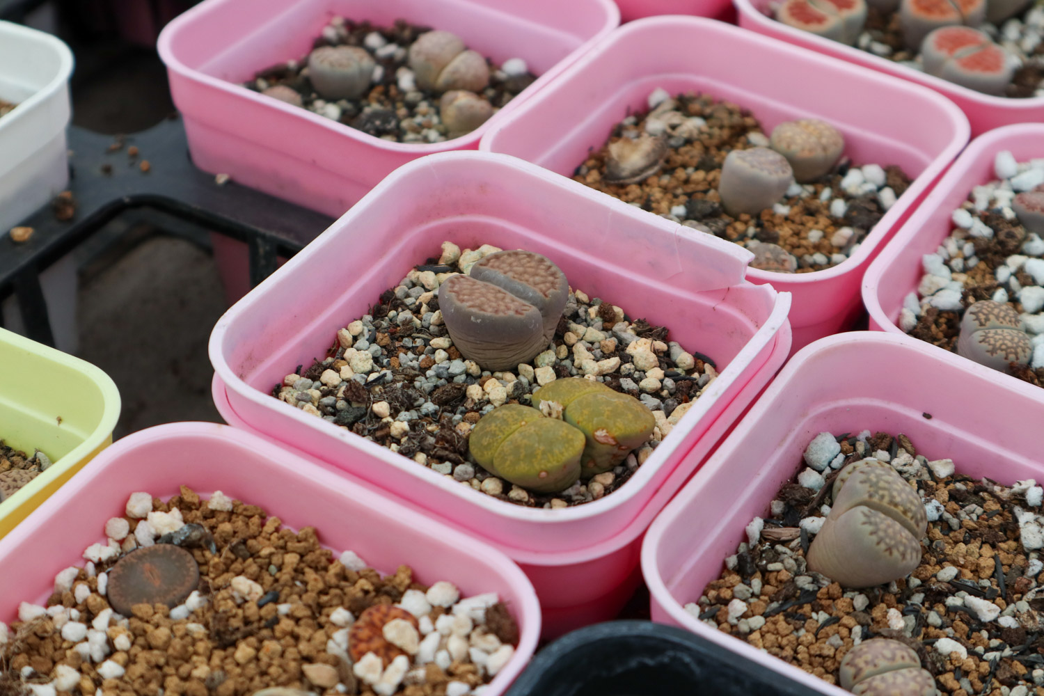 Lithops