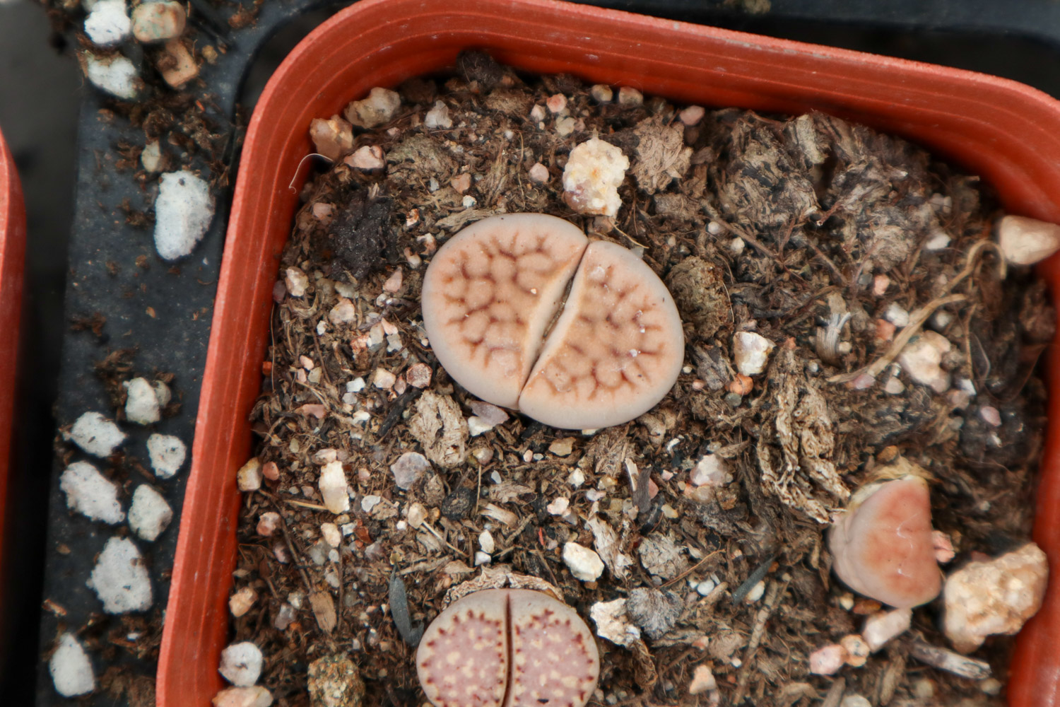 Lithops