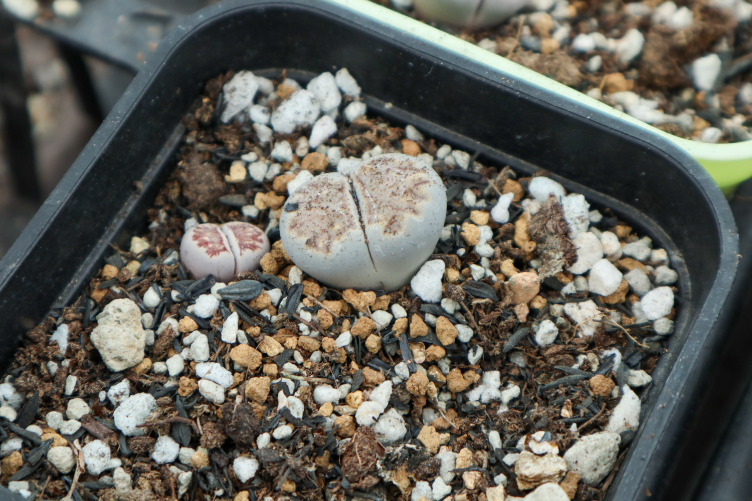 Lithops