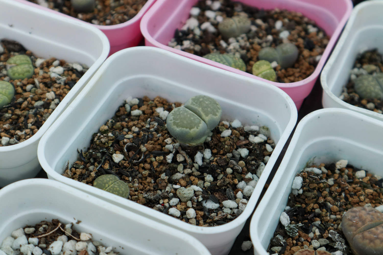 Lithops