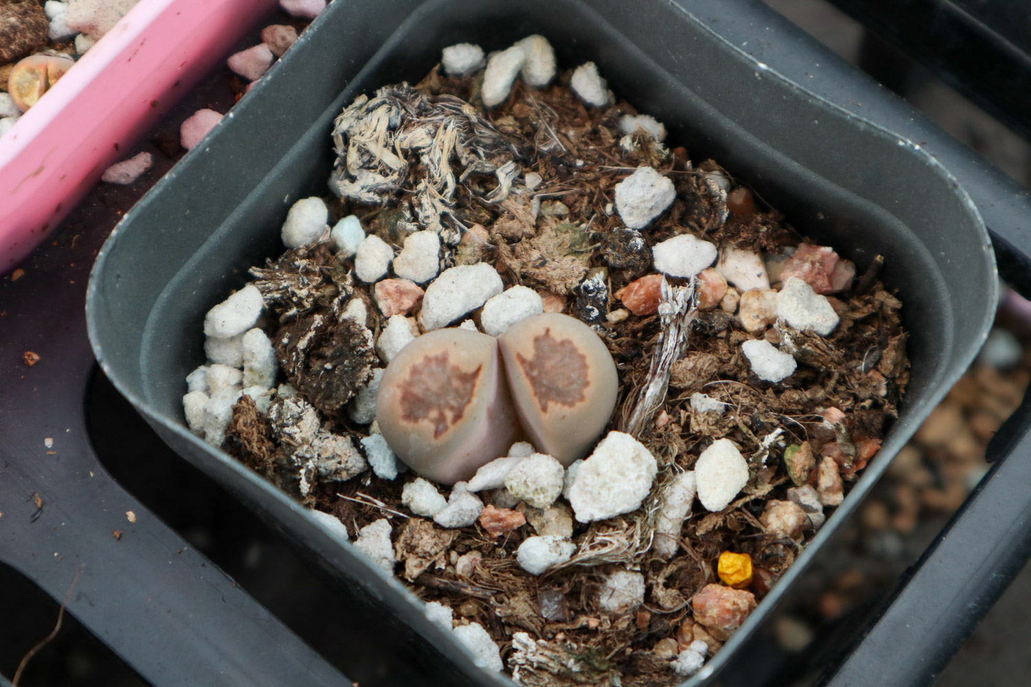 Lithops