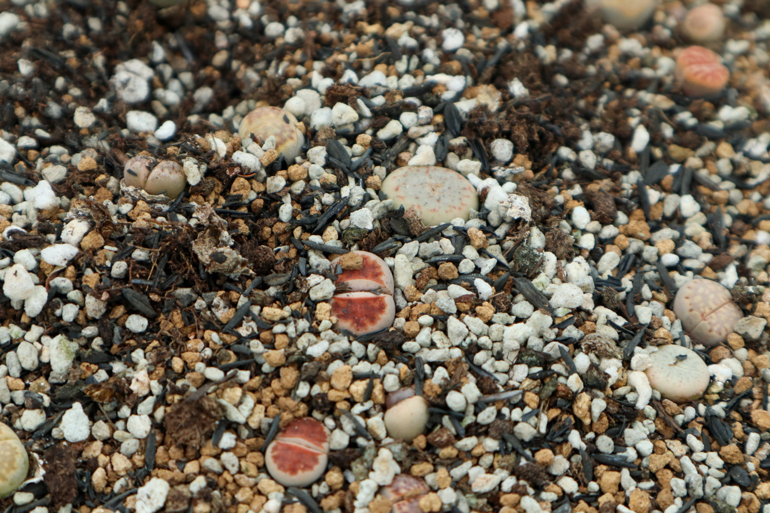 Lithops