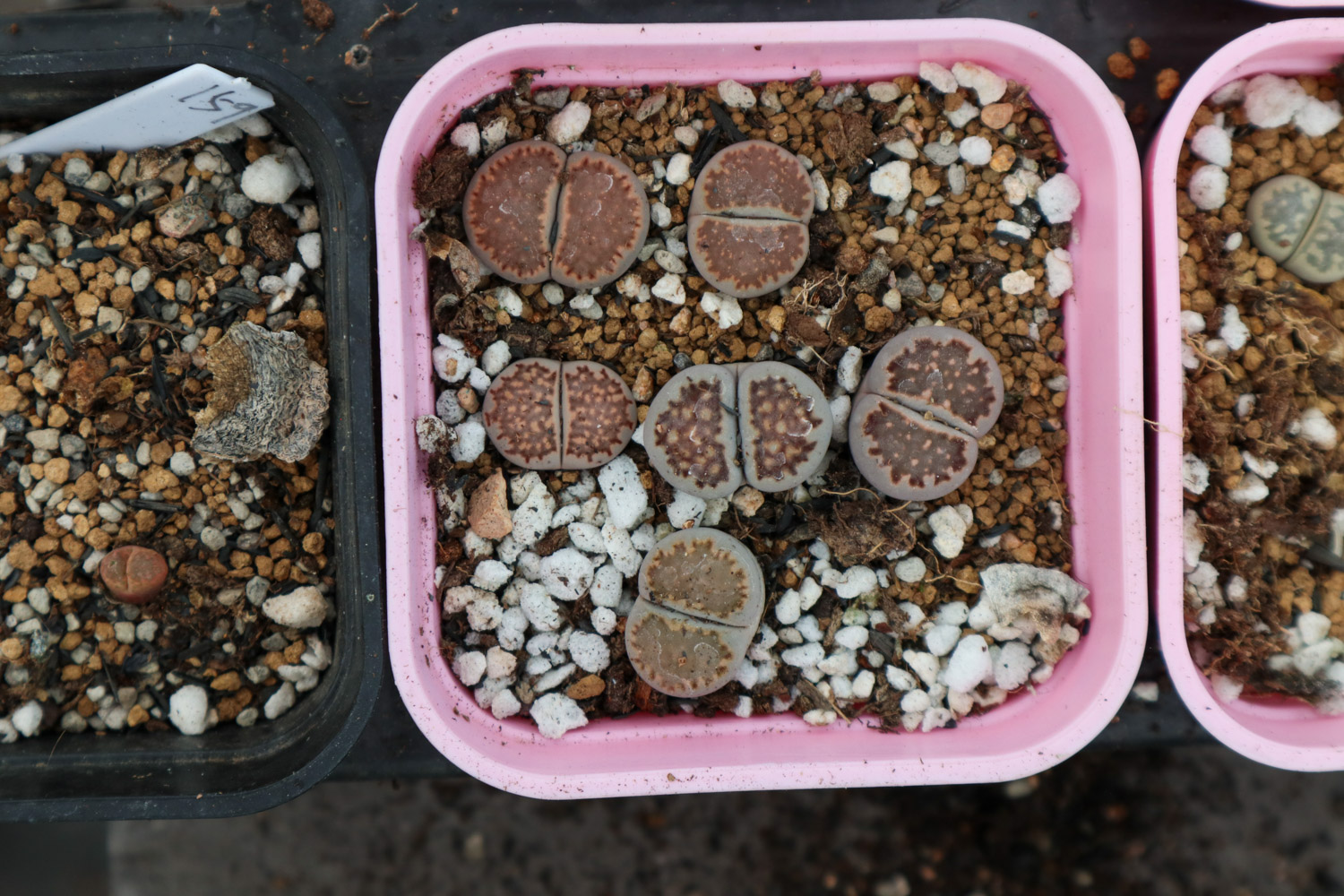 Lithops