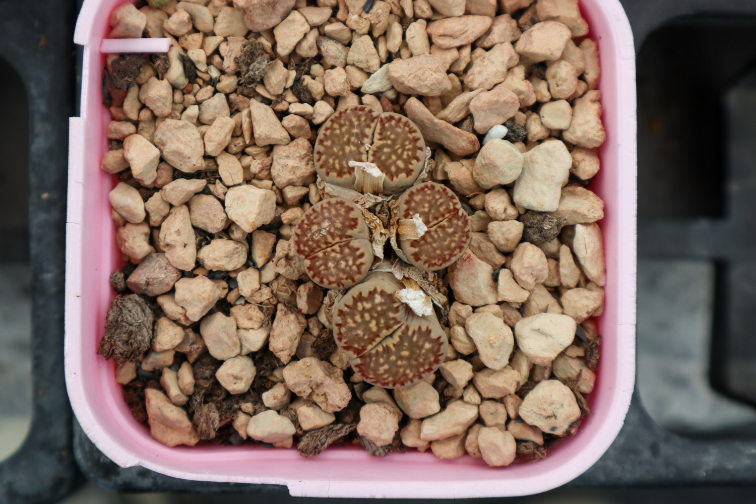 Lithops