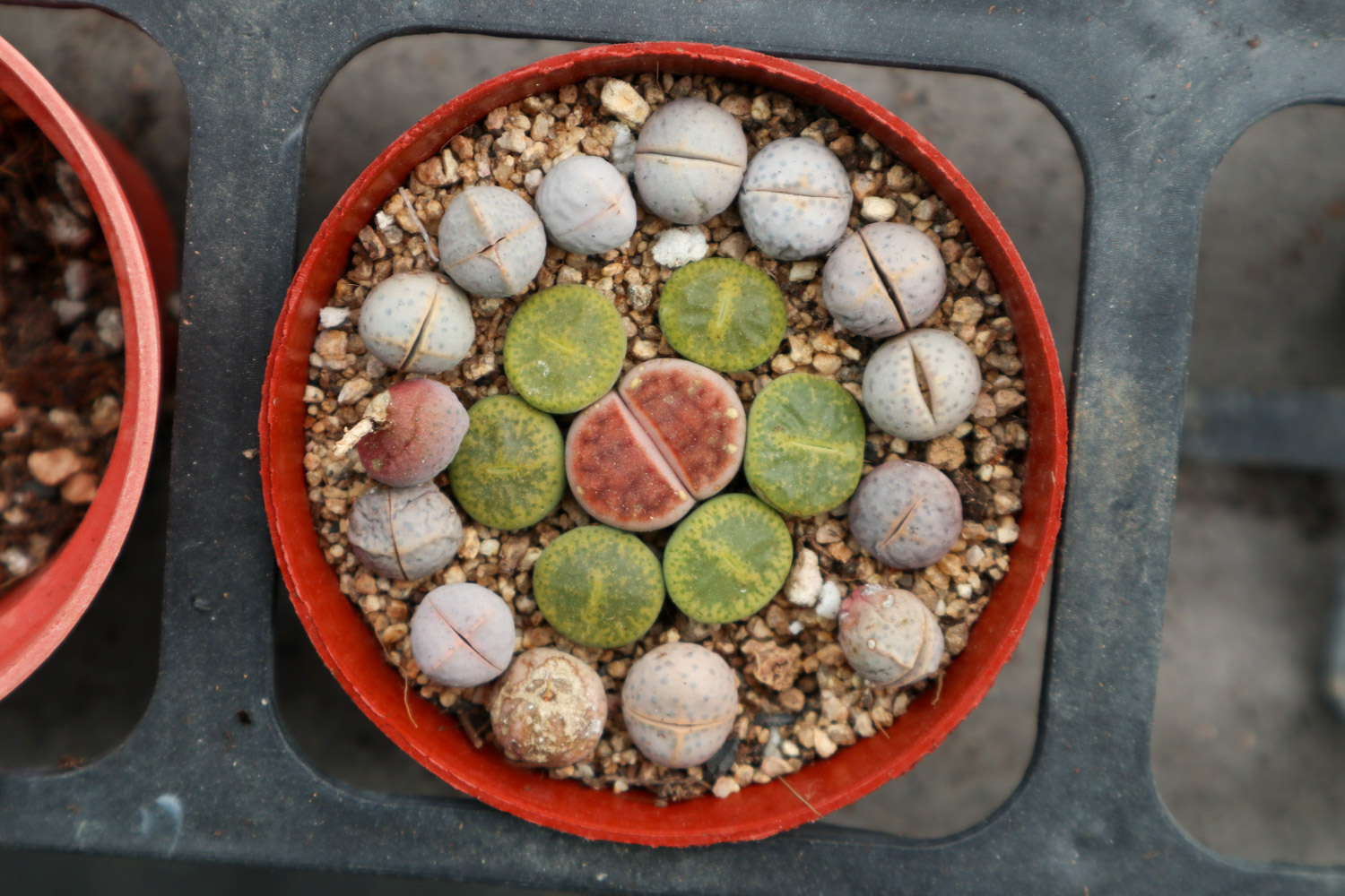 Lithops